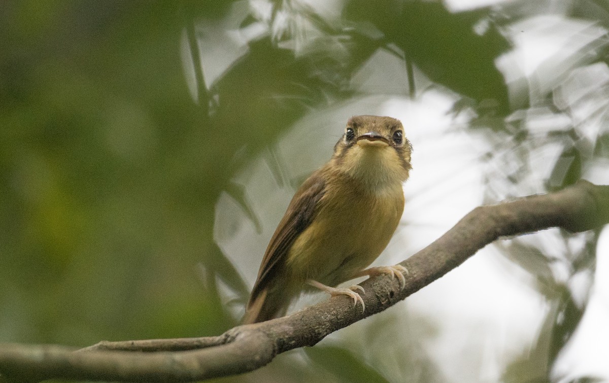 White-throated Spadebill - ML136499351