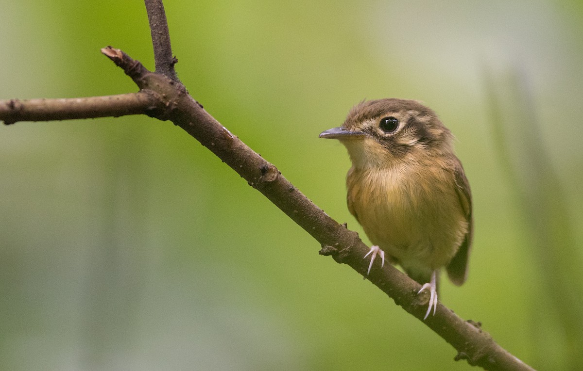 White-throated Spadebill - ML136499401