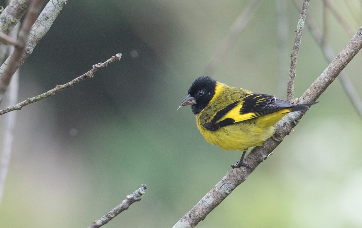 Hooded Siskin - ML136502241