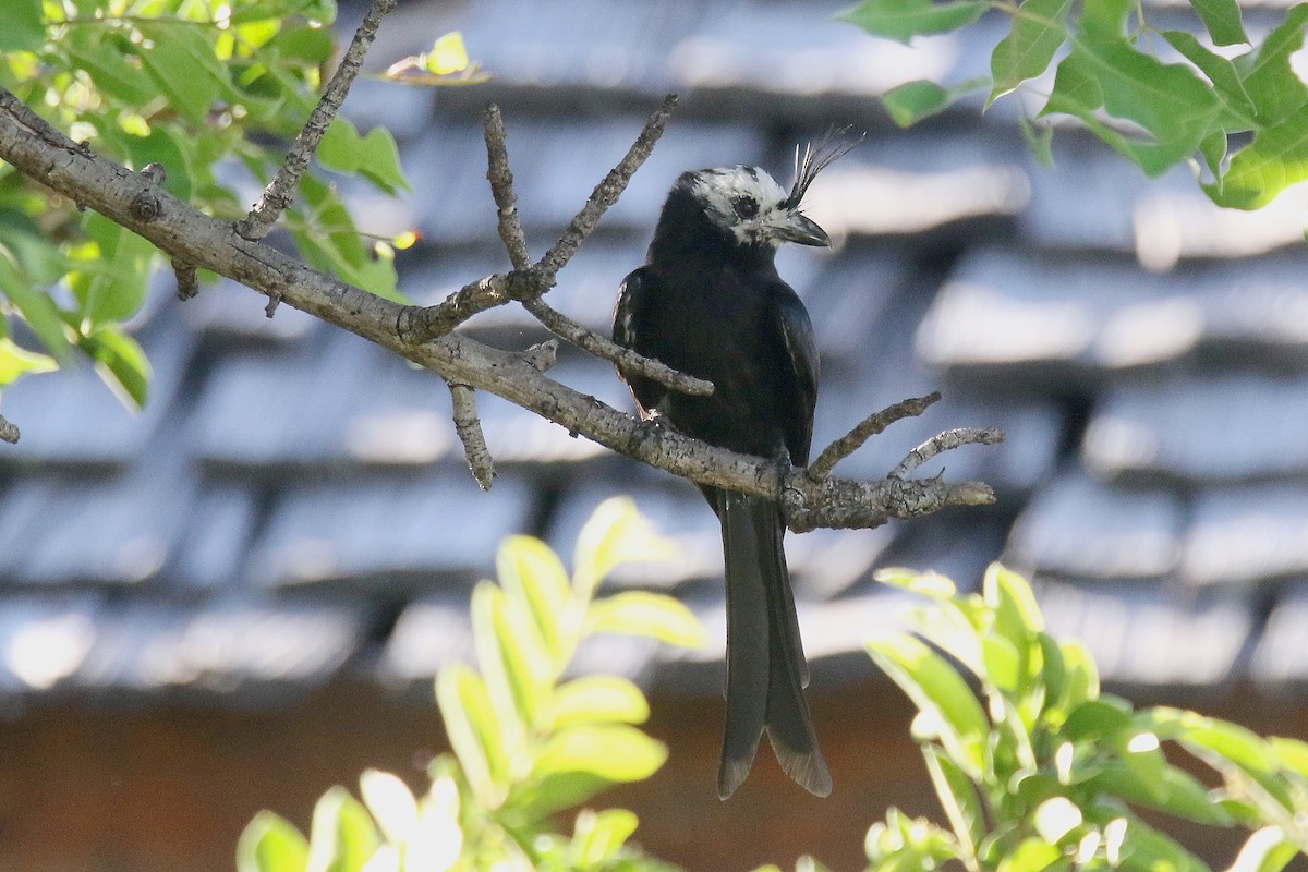 Crested Drongo - ML136502781