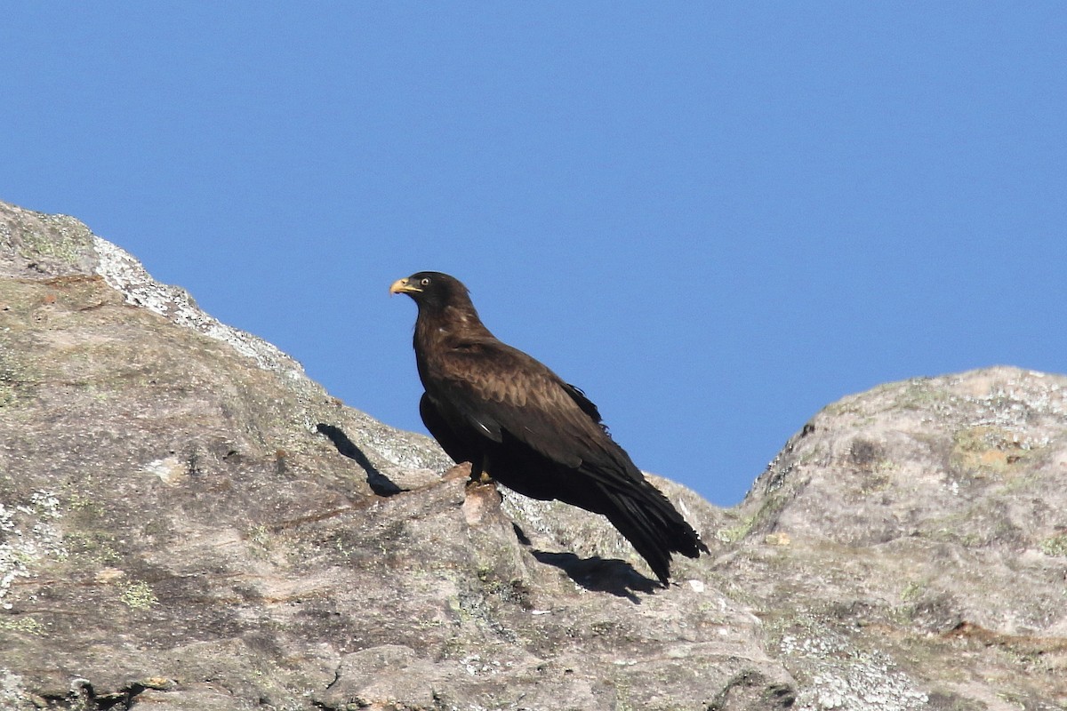 Black Kite (Yellow-billed) - ML136503641