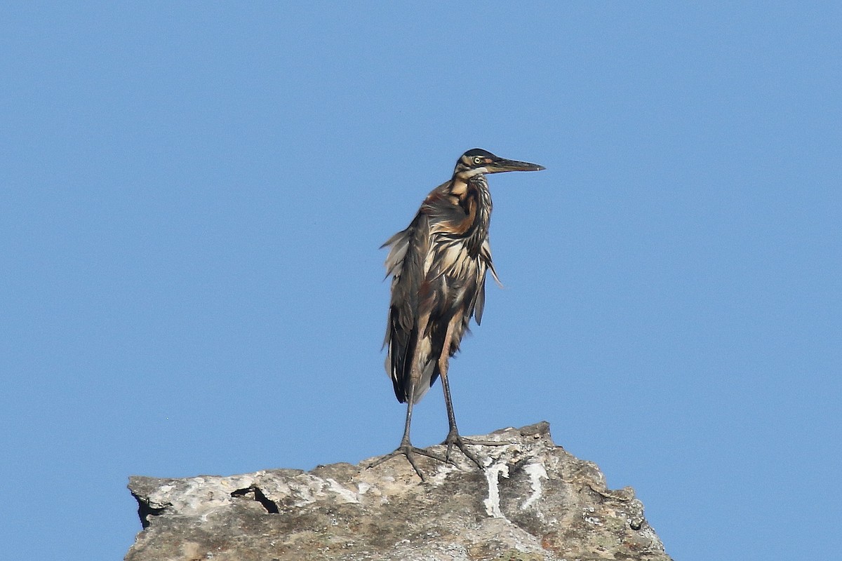 Purple Heron - ML136503651