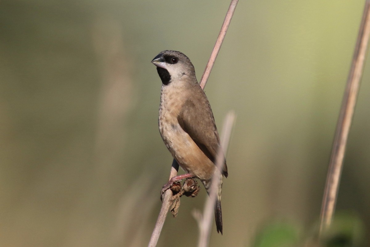 Madagascar Munia - ML136503741