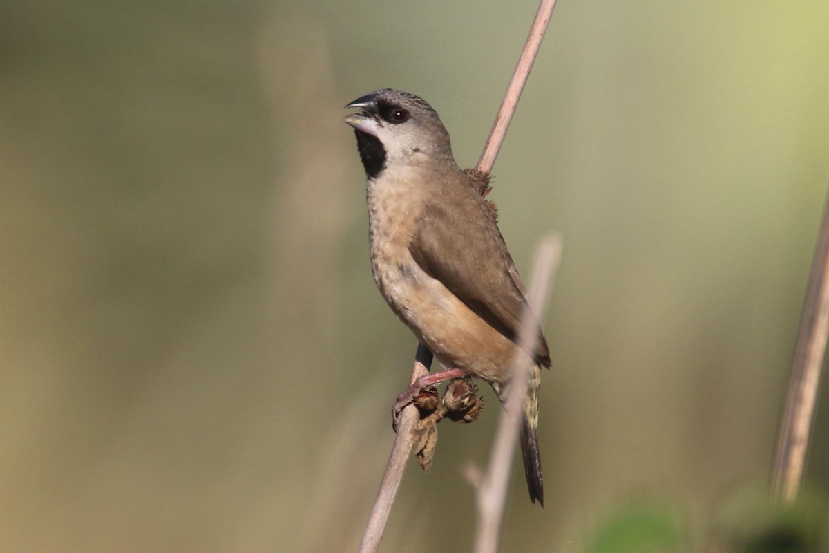 Madagascar Munia - ML136503751