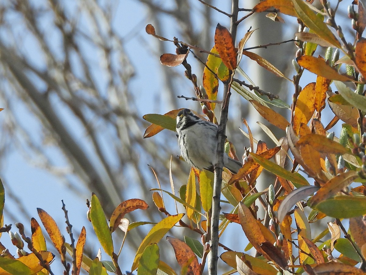 Black-throated Gray Warbler - ML136503771