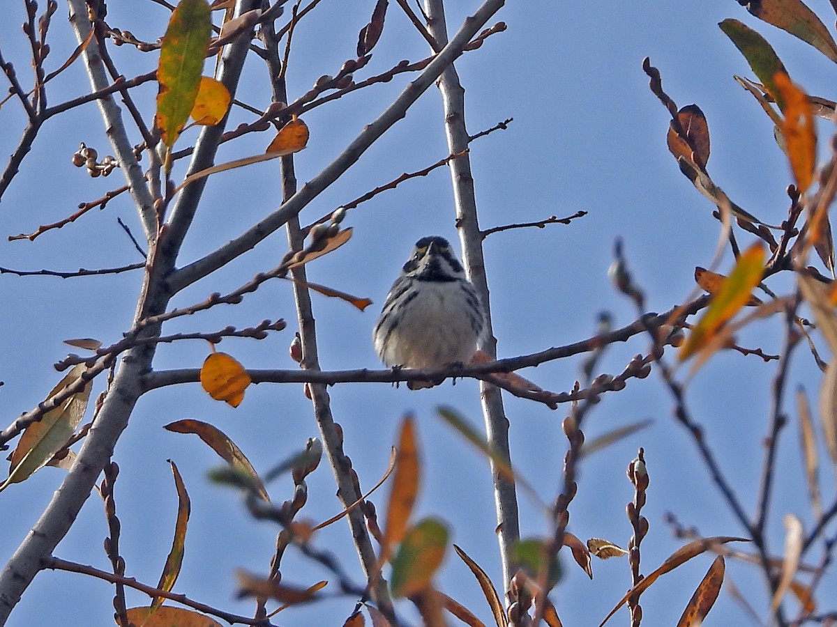 Black-throated Gray Warbler - ML136503781