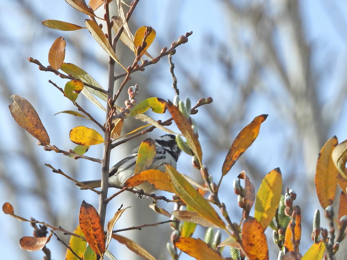 Black-throated Gray Warbler - ML136503791