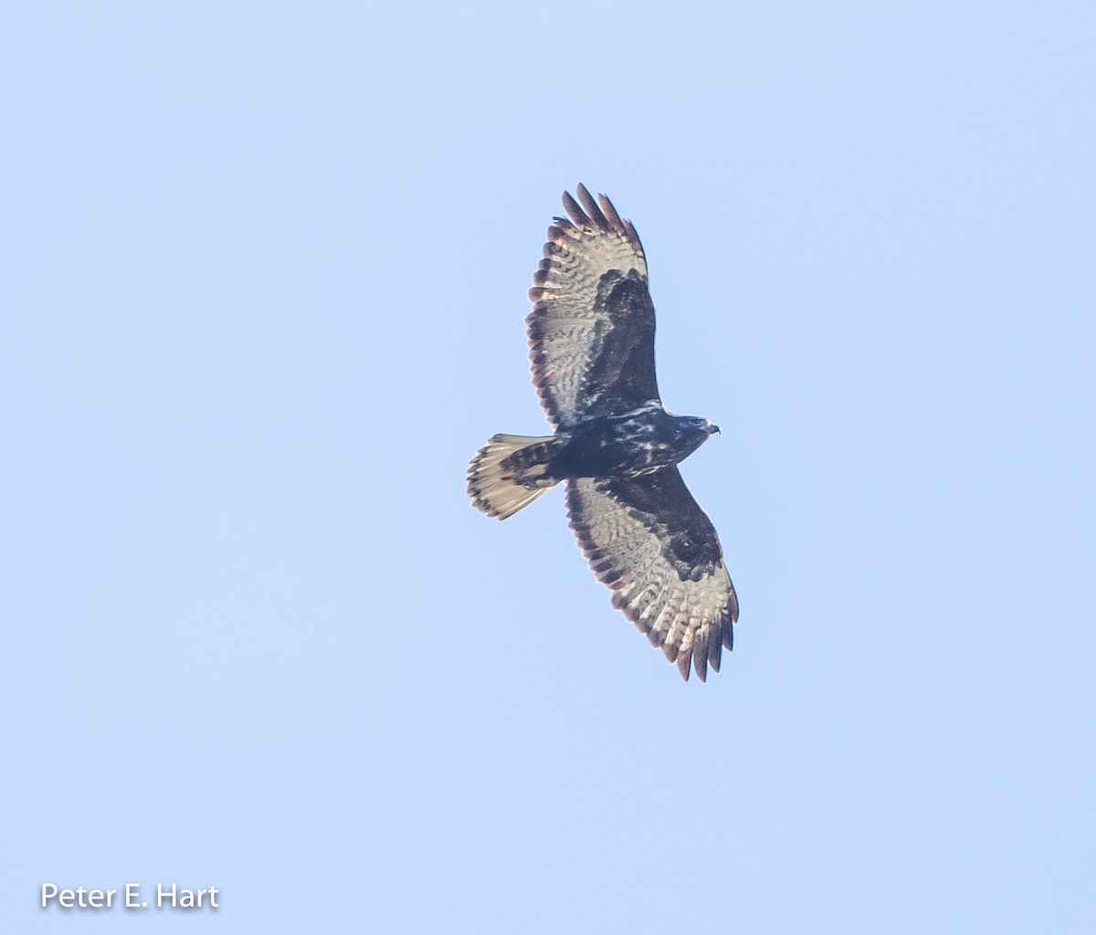 Red-tailed Hawk - ML136503801