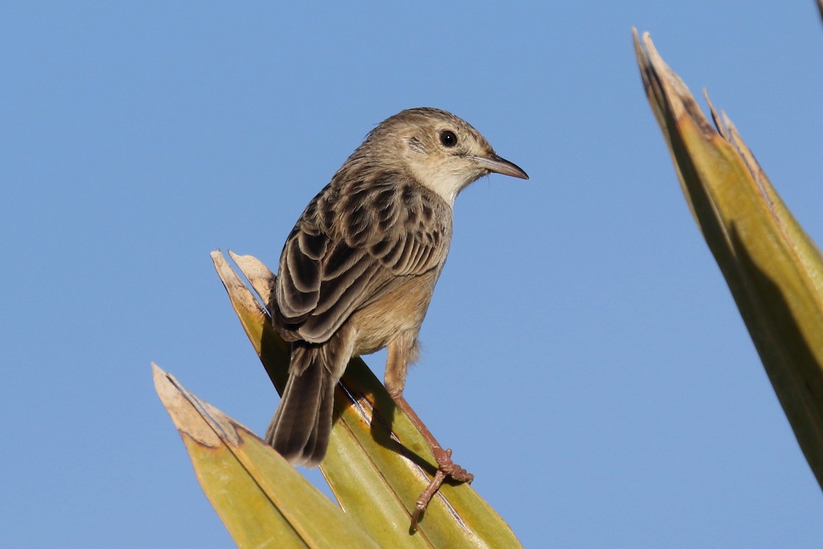 Madagascar Cisticola - Stephen Gast