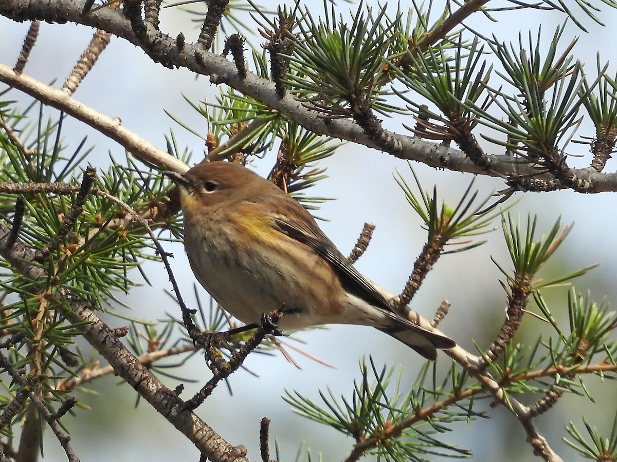 Yellow-rumped Warbler - ML136504021