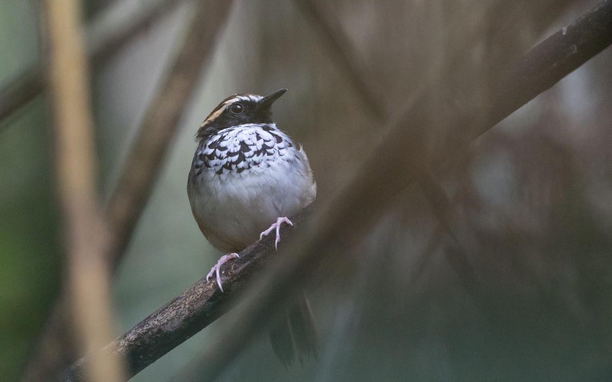 White-bibbed Antbird - ML136504571