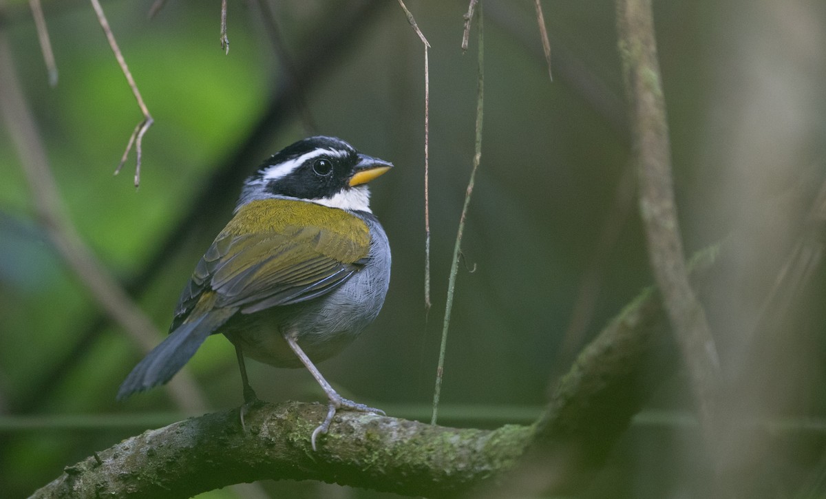 Half-collared Sparrow - Ian Davies