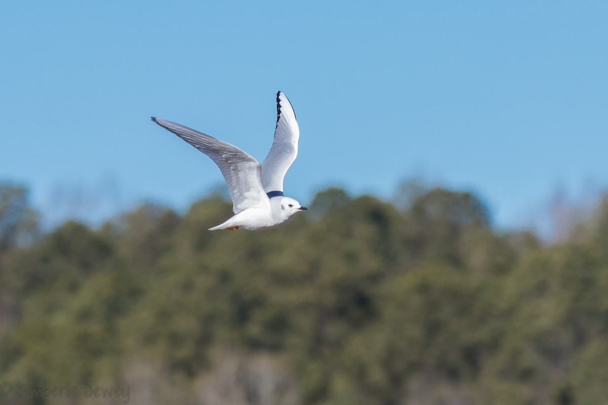 Bonaparte's Gull - ML136505241