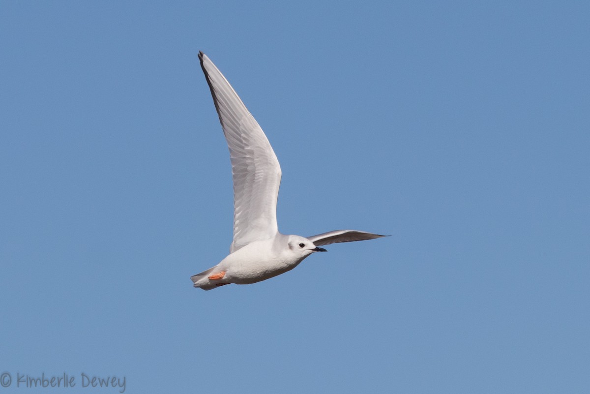 Bonaparte's Gull - ML136505261