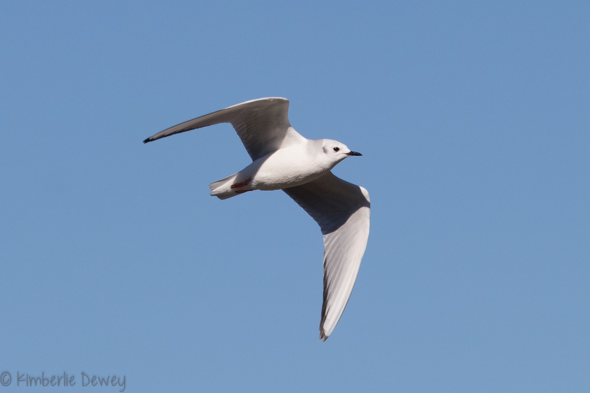 Bonaparte's Gull - ML136505271