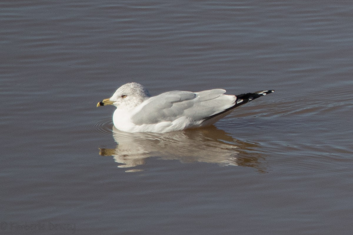 Delawareko kaioa - ML136505361
