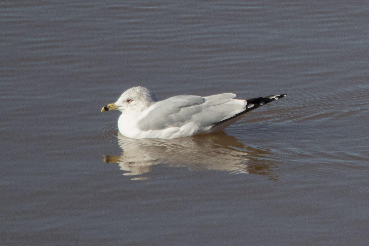 Ring-billed Gull - ML136505361