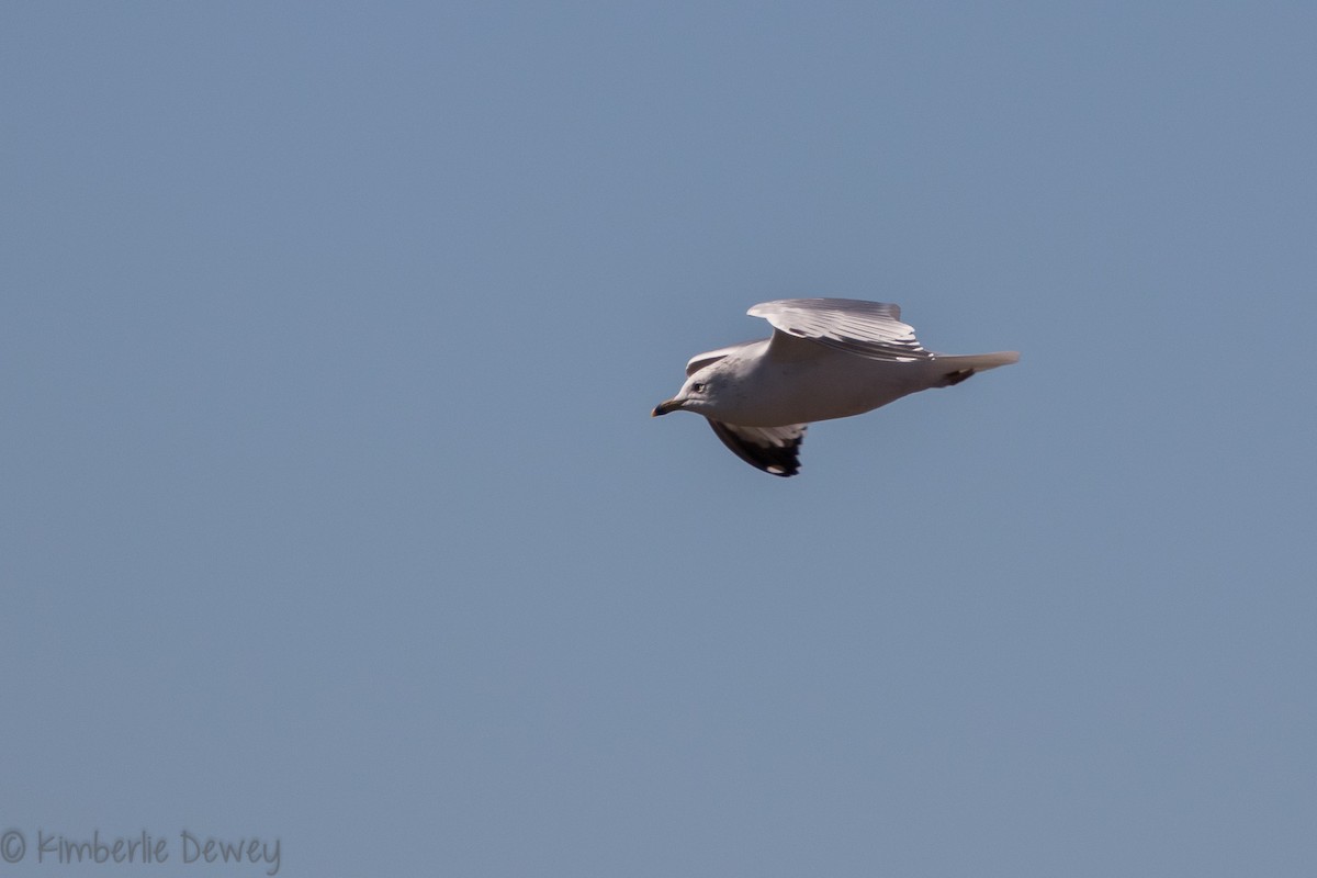 Ring-billed Gull - ML136505381