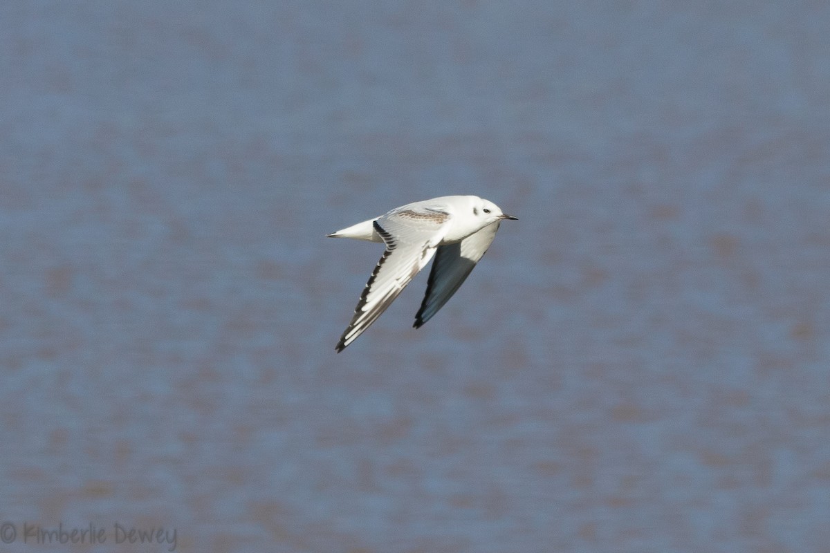 Bonaparte's Gull - ML136505471