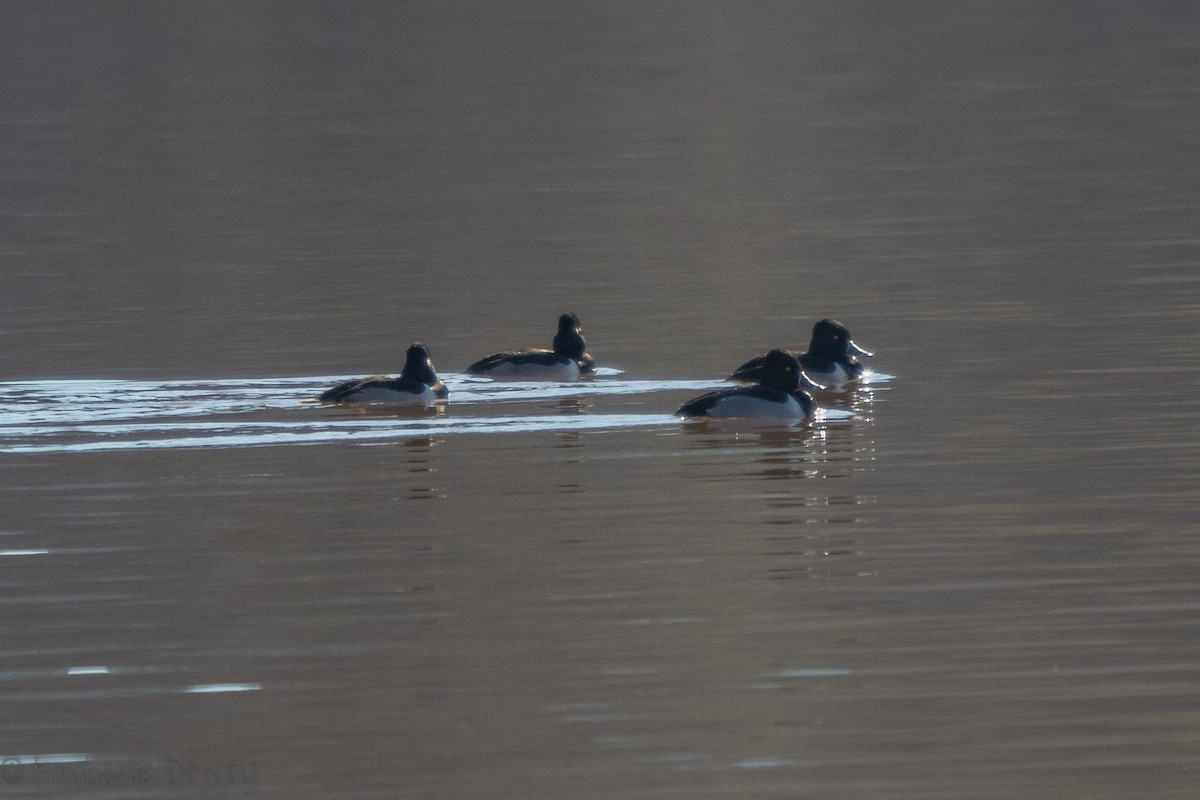 Ring-necked Duck - ML136505601