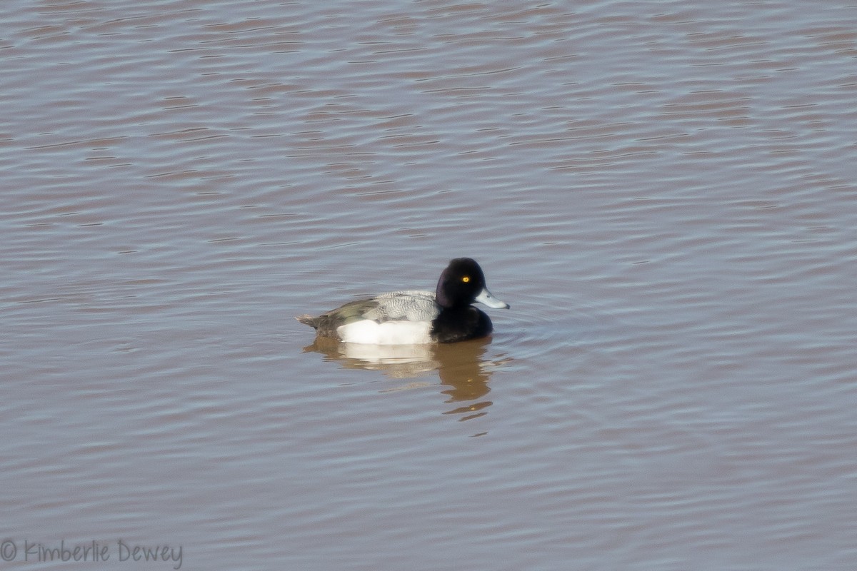 Lesser Scaup - ML136505931