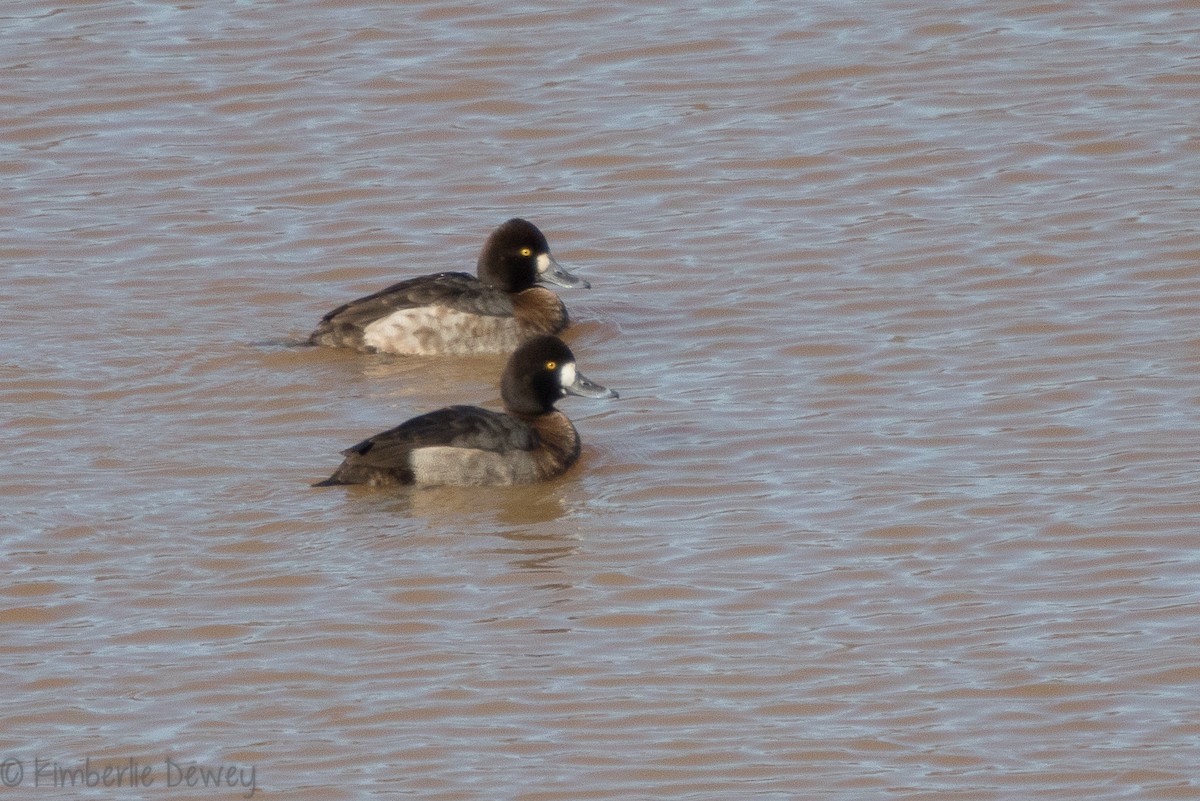 Lesser Scaup - ML136506201