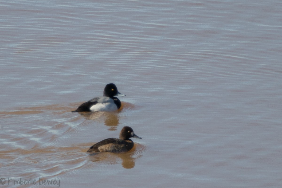 Lesser Scaup - ML136506261