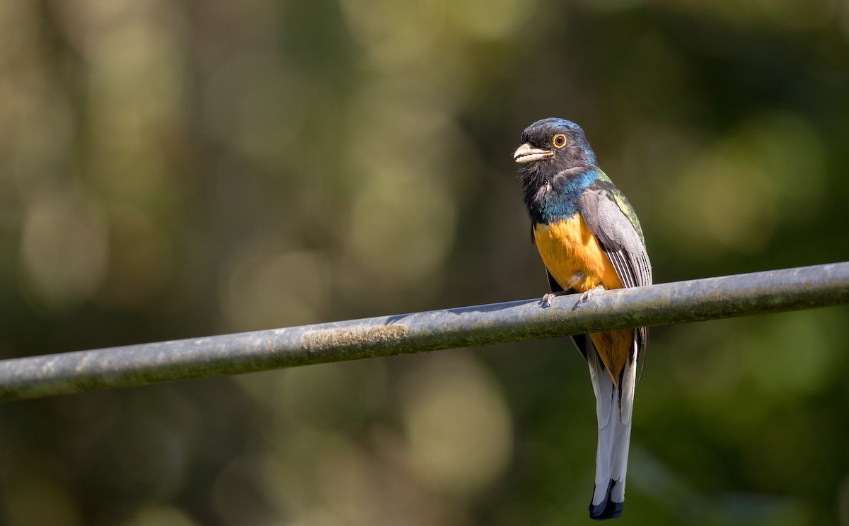 Surucuátrogon (aurantius) - ML136506371