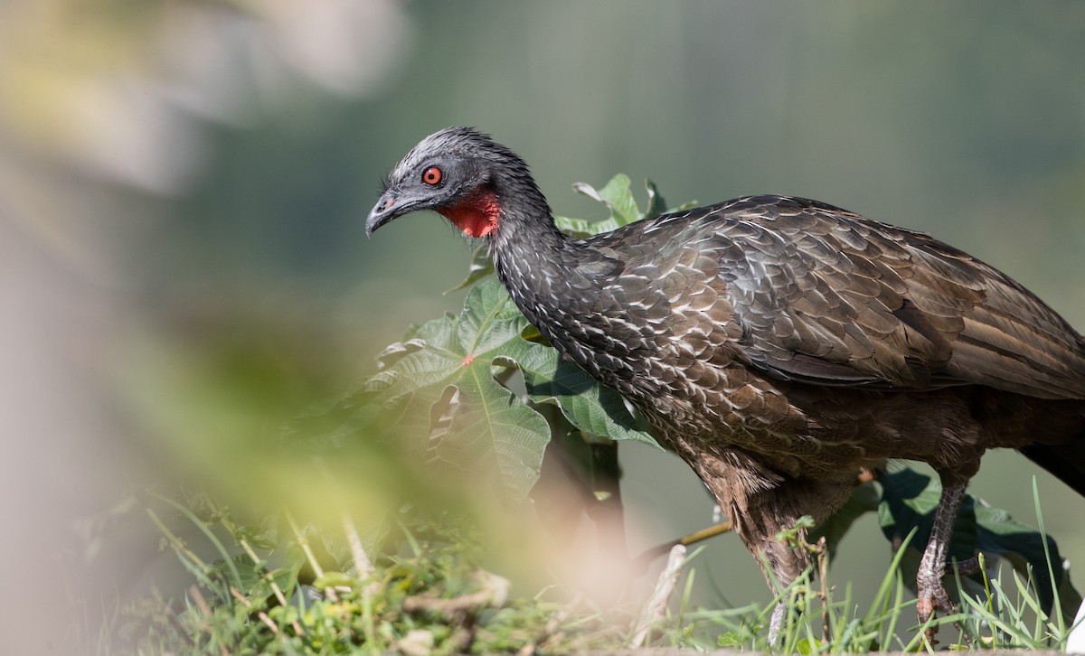 Dusky-legged Guan - Ian Davies