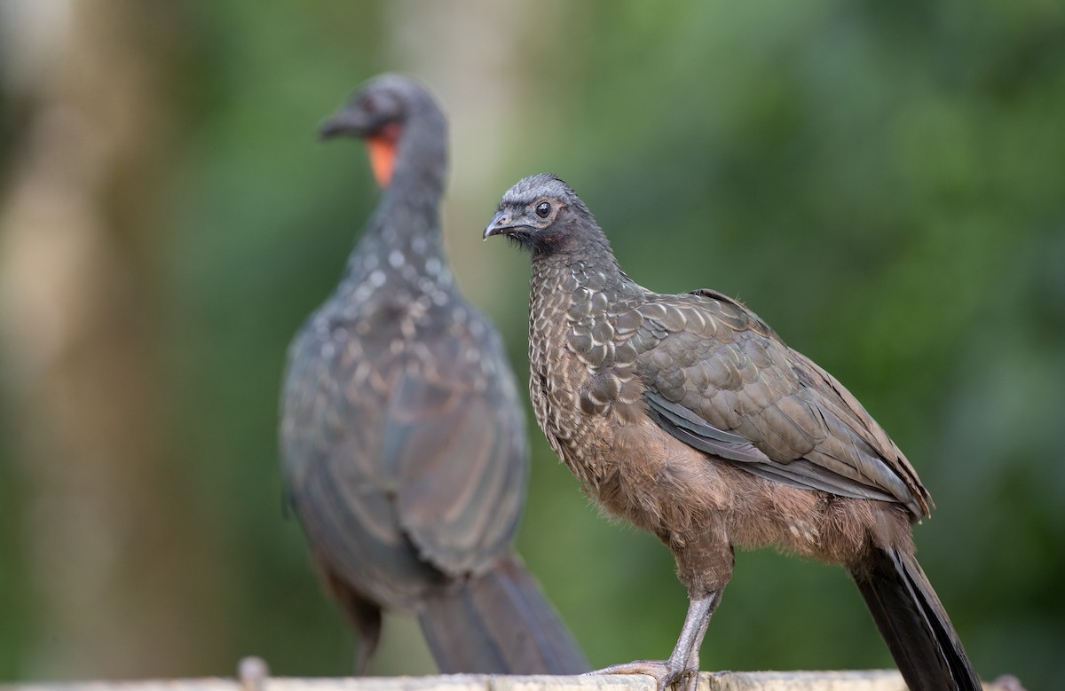 Dusky-legged Guan - Ian Davies