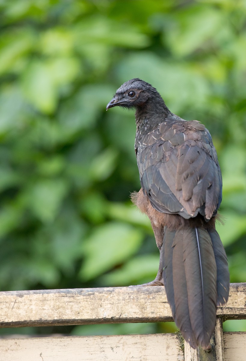 Dusky-legged Guan - Ian Davies