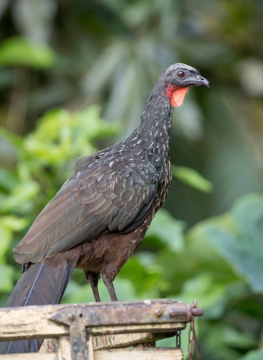 Dusky-legged Guan - Ian Davies