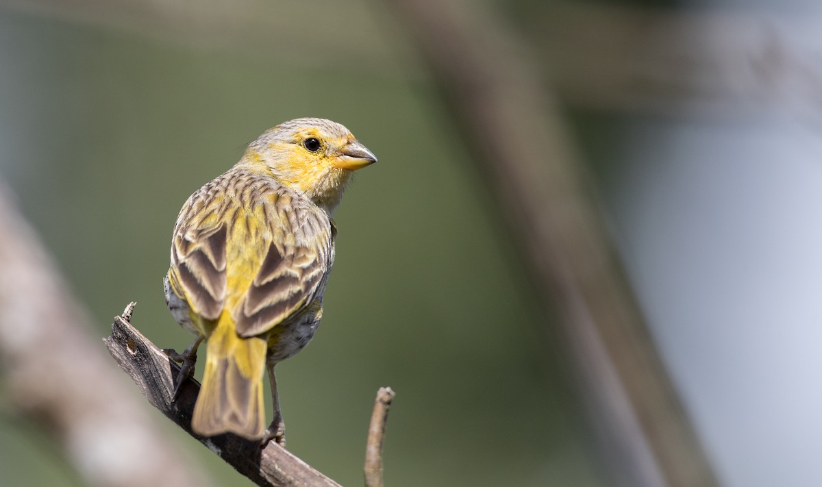 Saffron Finch - ML136507511