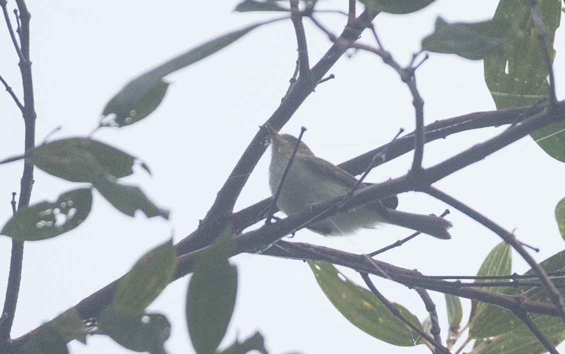 Bay-ringed Tyrannulet - Ian Davies