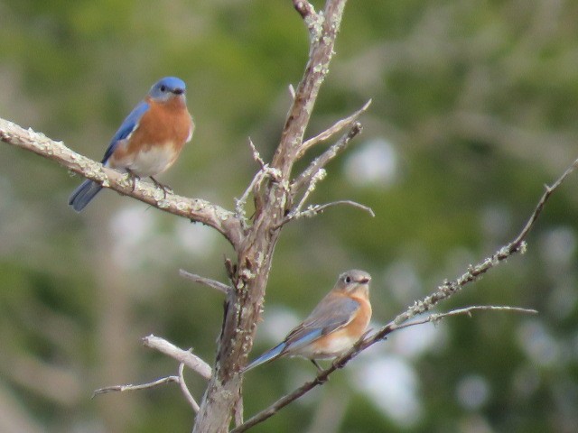 Eastern Bluebird - ML136508761