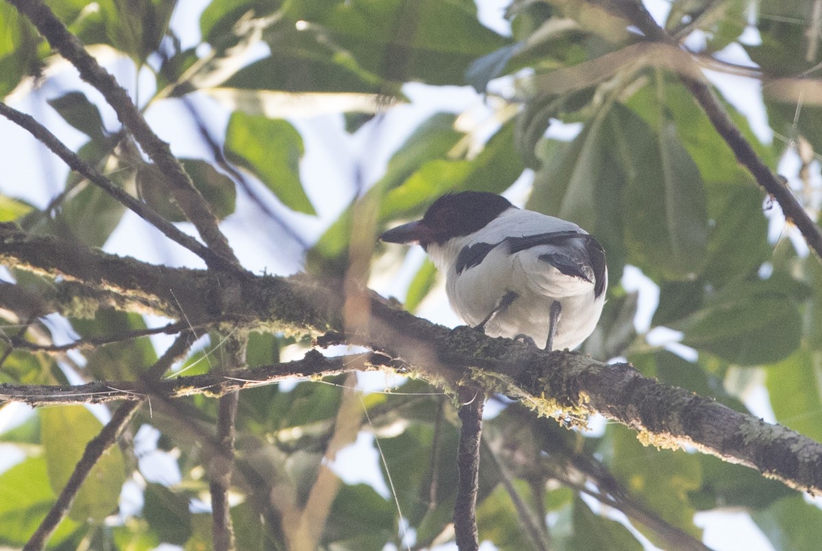 Black-tailed Tityra - ML136508851