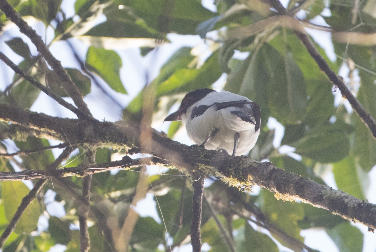 Black-tailed Tityra - Ian Davies