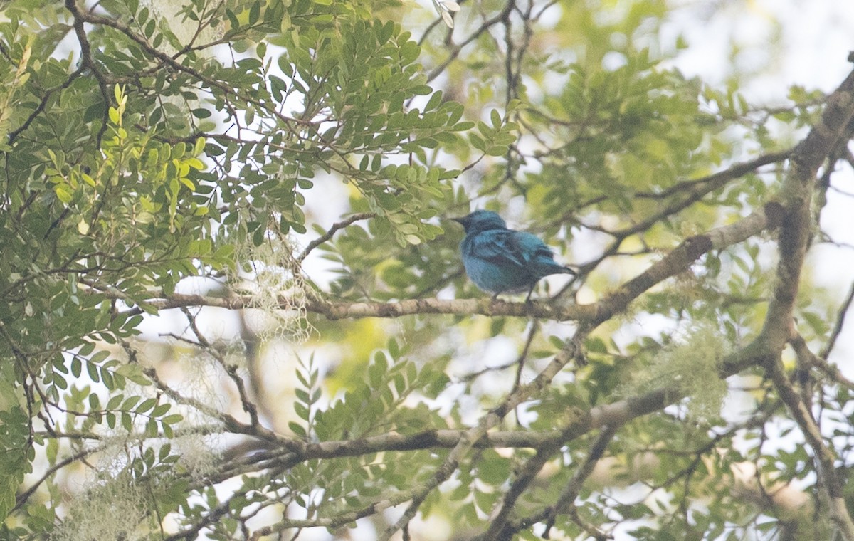 Black-legged Dacnis - Ian Davies