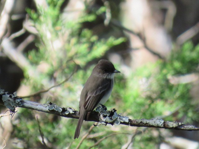 Eastern Phoebe - ML136508951