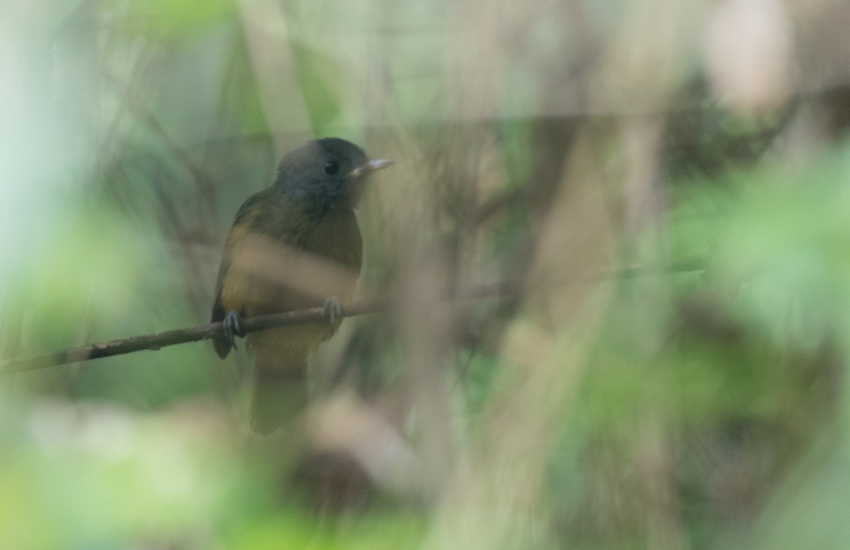 Gray-hooded Flycatcher - ML136509191