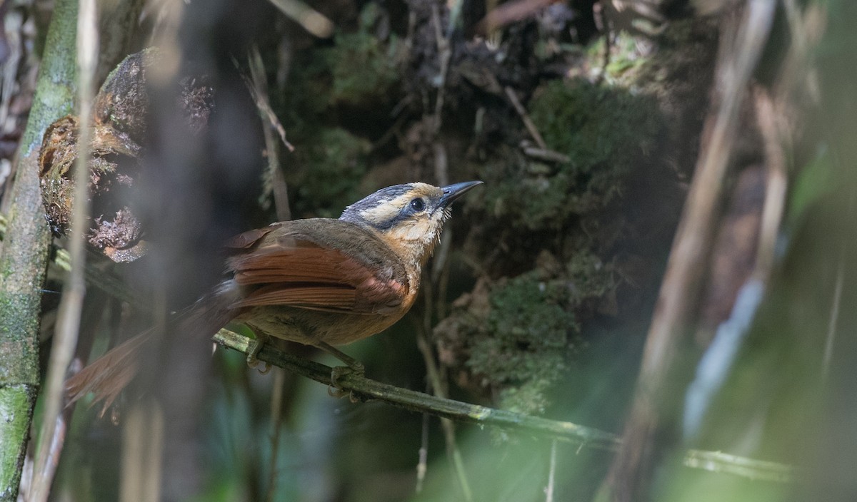 Buff-fronted Foliage-gleaner - Ian Davies