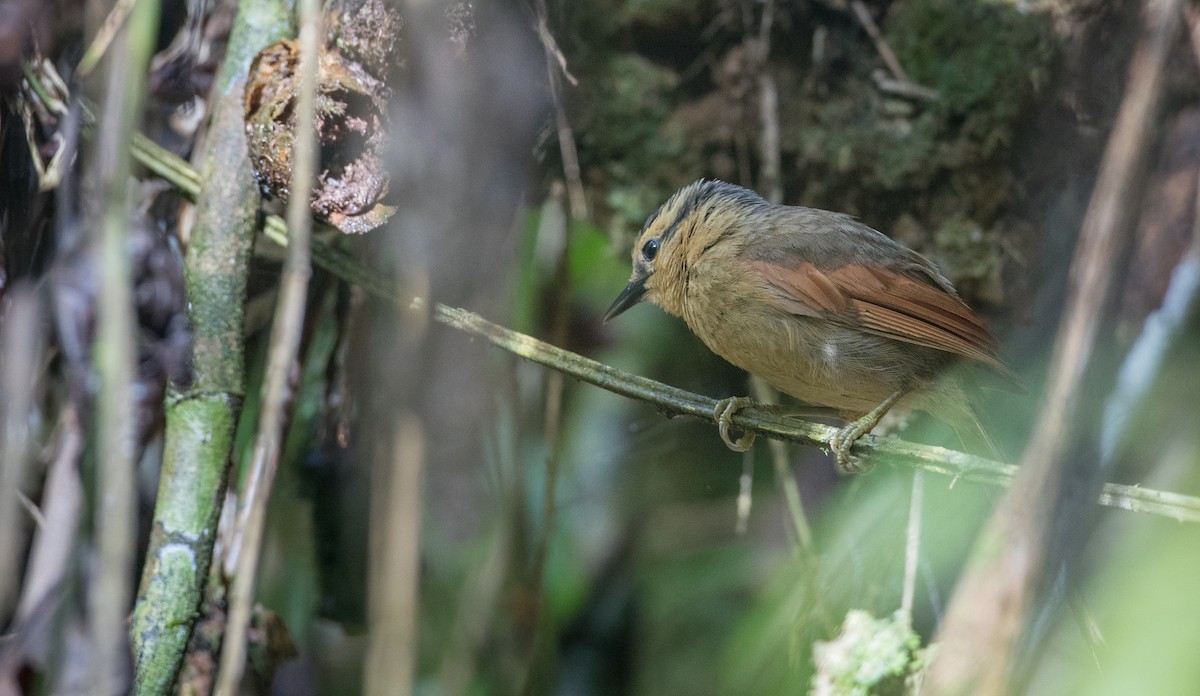 Buff-fronted Foliage-gleaner - ML136509811