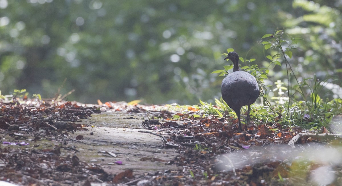 Solitary Tinamou - ML136509881