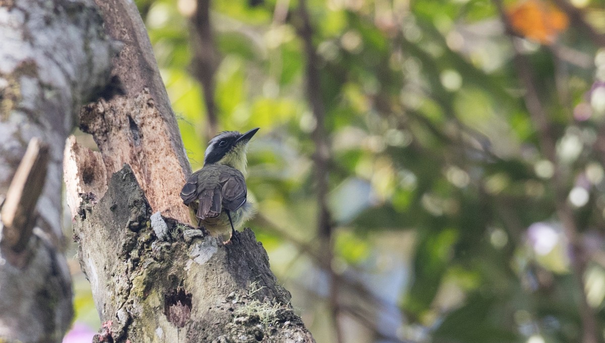 Three-striped Flycatcher - Ian Davies