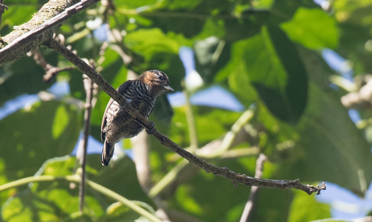 Ochre-collared Piculet - Ian Davies