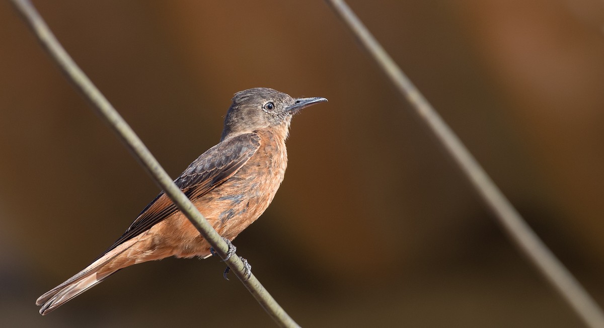 Cliff Flycatcher - ML136510971