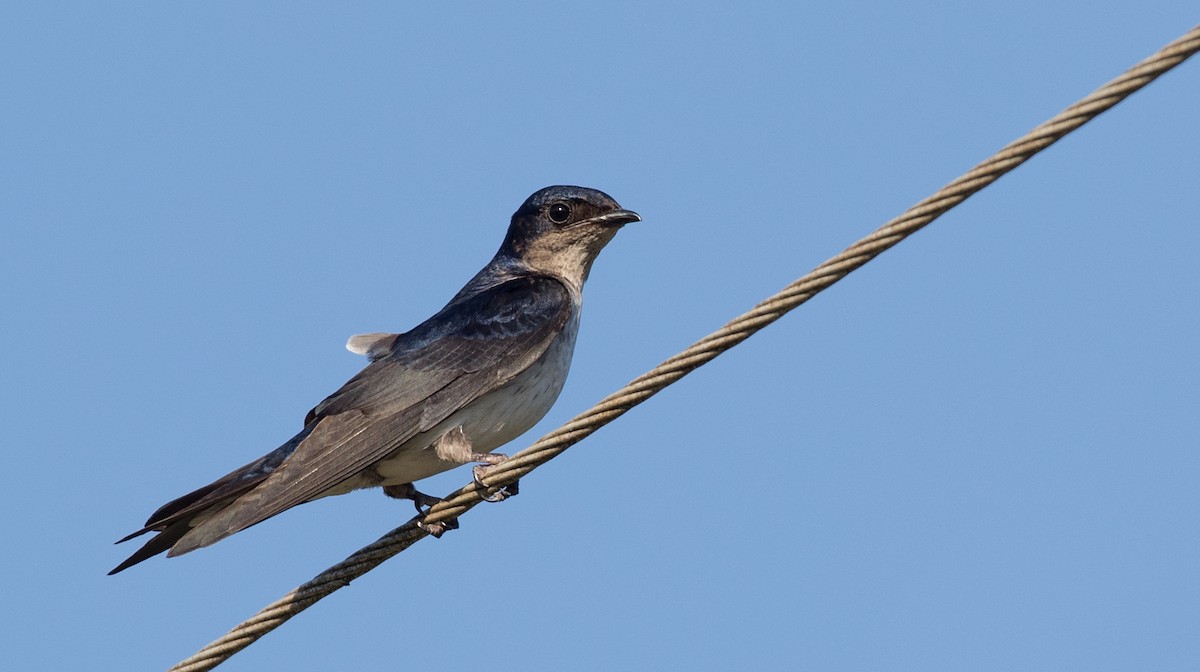 Gray-breasted Martin - Ian Davies