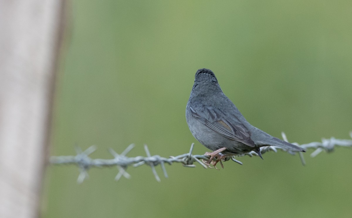 Uniform Finch - Ian Davies