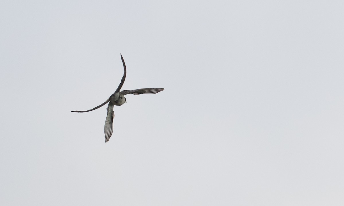 Fork-tailed Flycatcher (savana) - Ian Davies