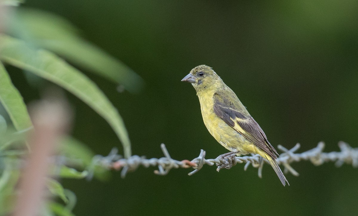 Hooded Siskin - ML136512401